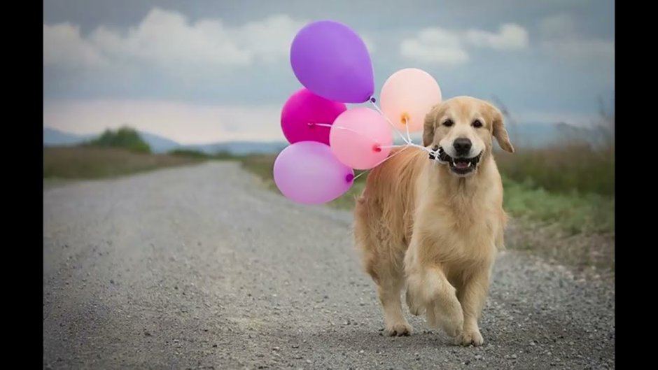 Шарик собака