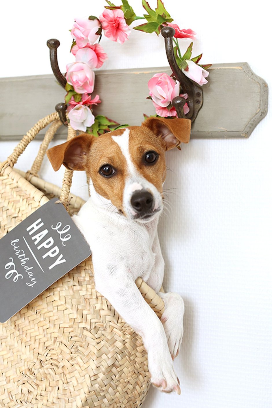 Джек Рассел