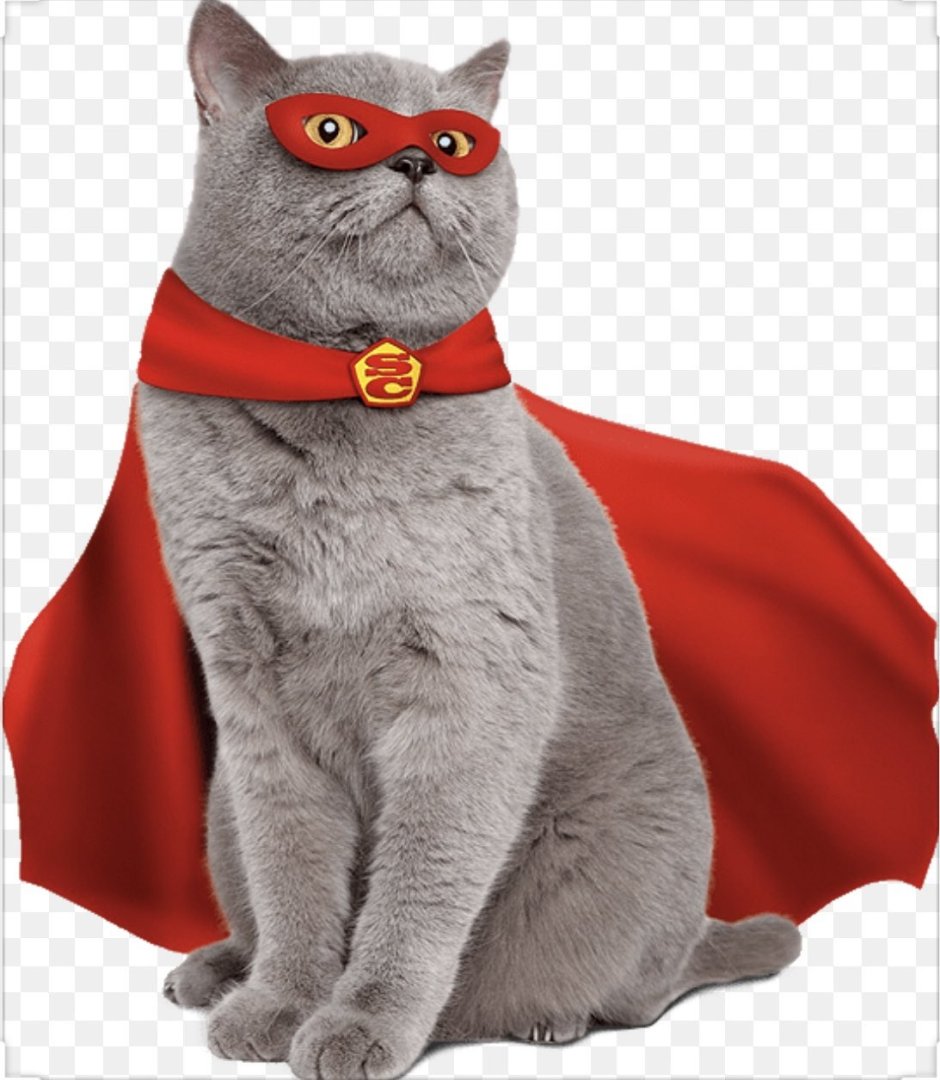 Кот в плаще Супермена