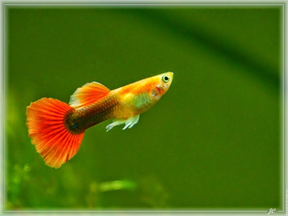 Гуппи рыбки размер