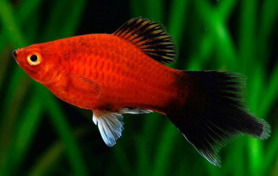 Пецилия Сансет