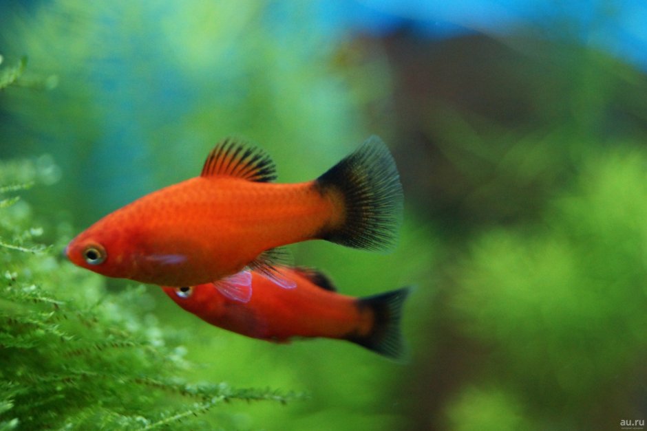 Пецилия голубой коралл