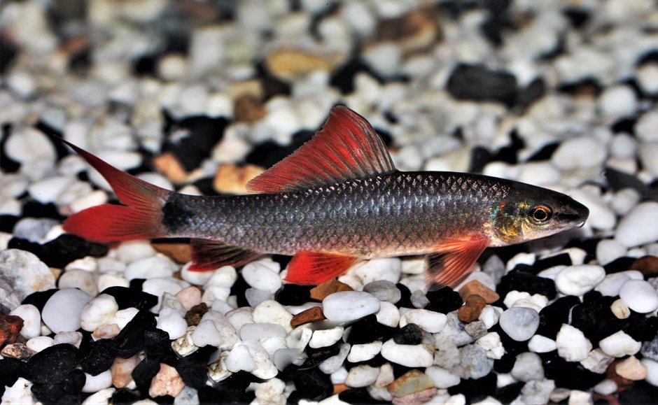 Лабео зелененький