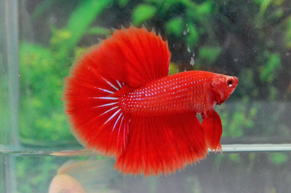 Рыбка петушок супер Дельта
