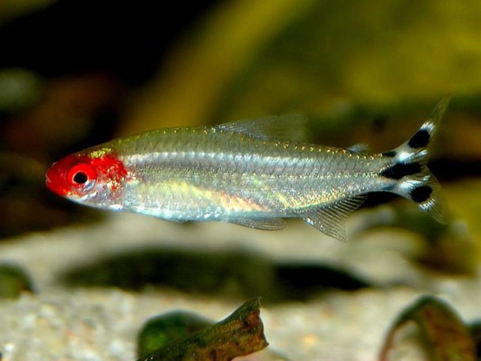 Родостомус, красноносая тетра.