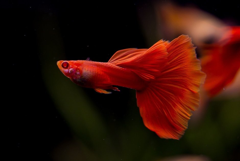 Гуппи красный дракон