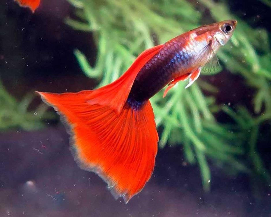 Гуппи красный неон