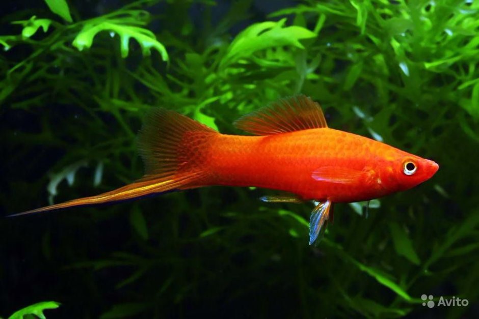 Меченосец рыбка