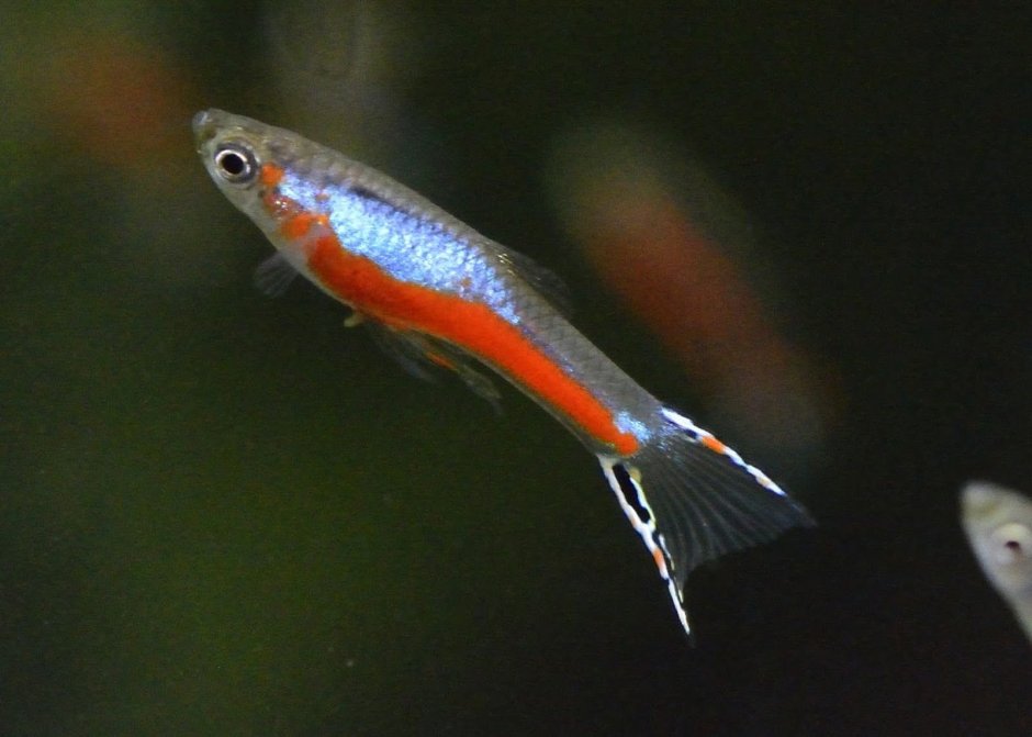 Гуппи Эндлера красный неон