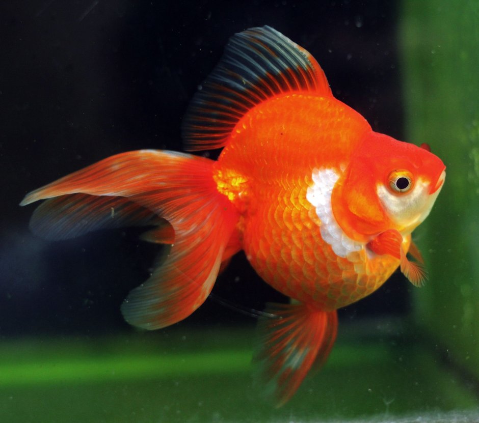 Золотая рыбка Риукин Сакура