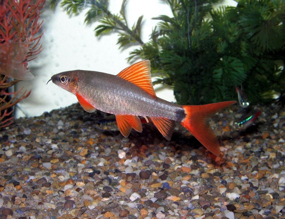 Лабео таиландский (френатус)