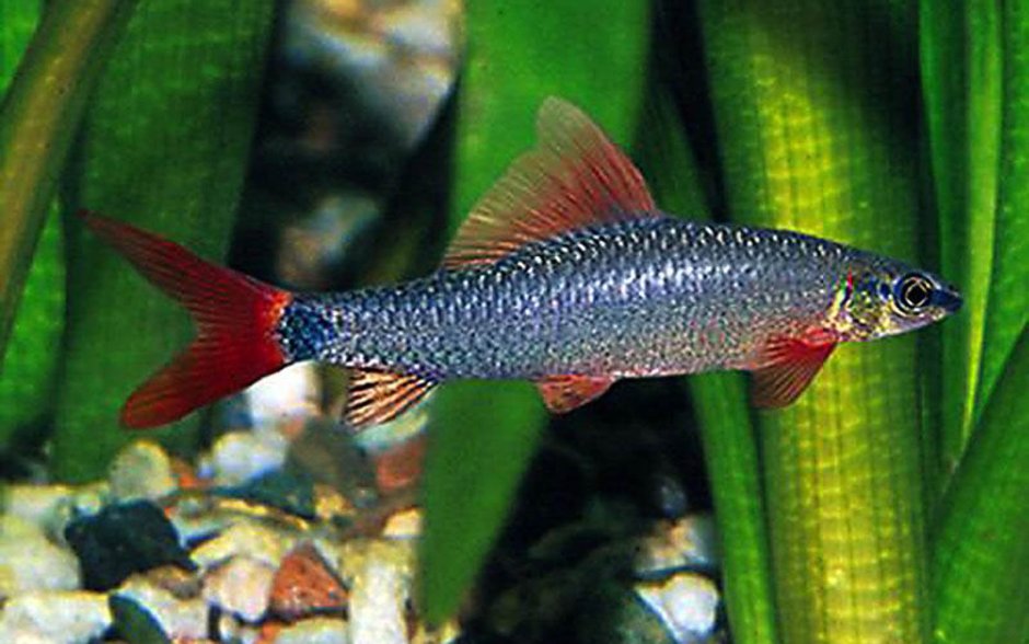 Таиландский лабео