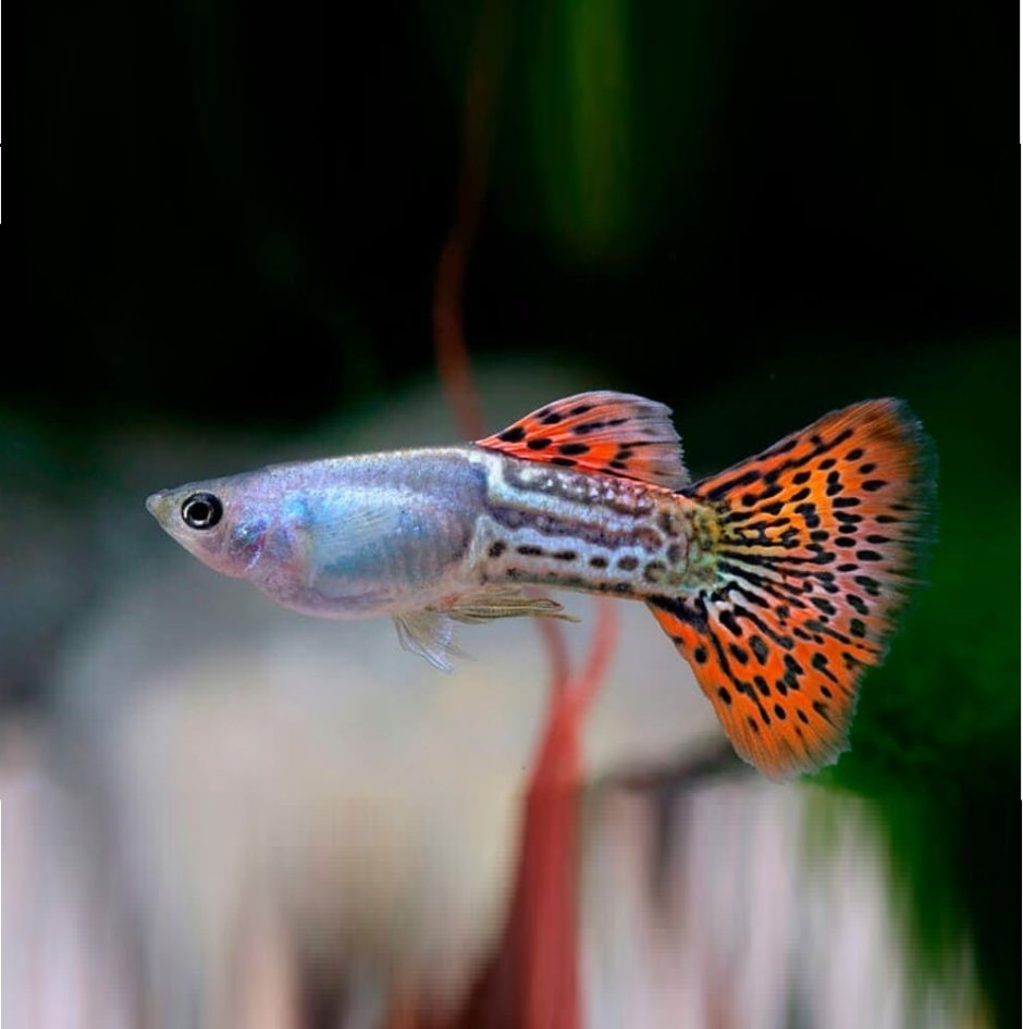 Гуппи Кобра рыбки