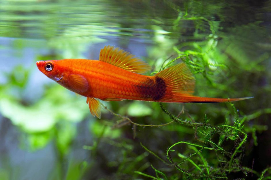 Меченосцы аквариумные рыбки