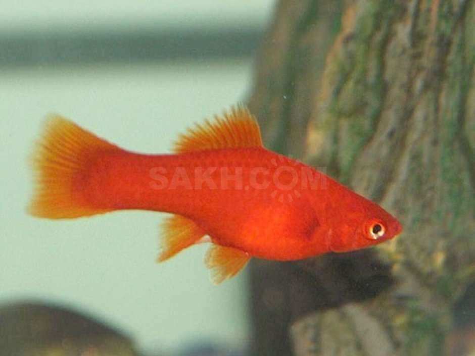 Рыбки меченосец ассорти