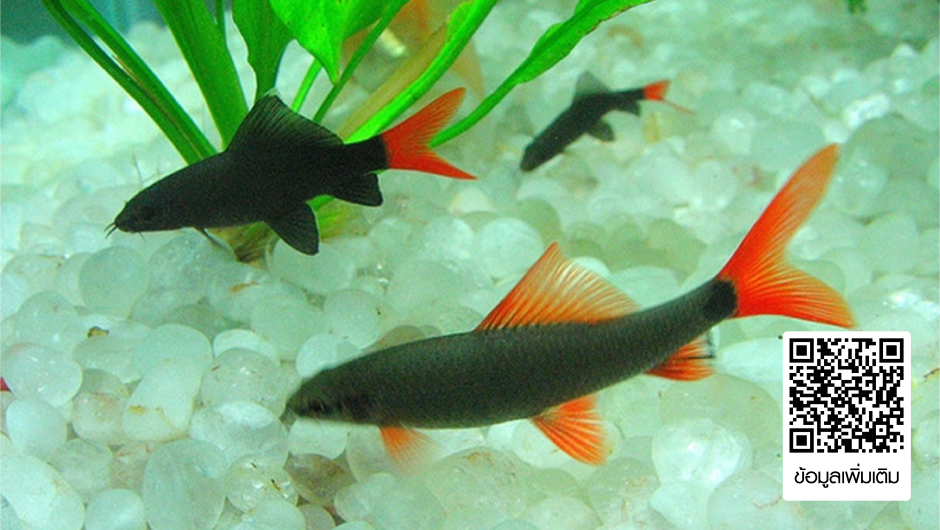 Лабео Арлекин Конголезский