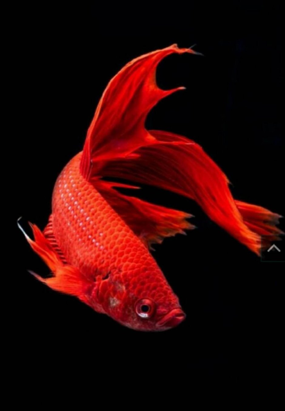 Рыбка Красненькая