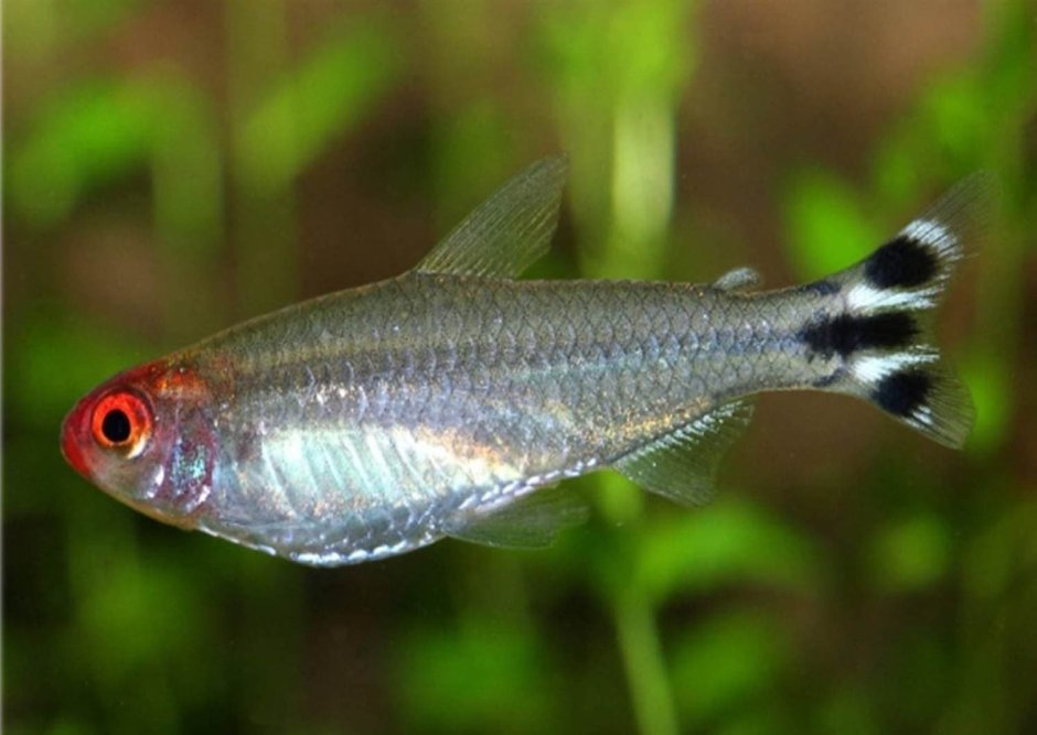 Тетра Красноголовая