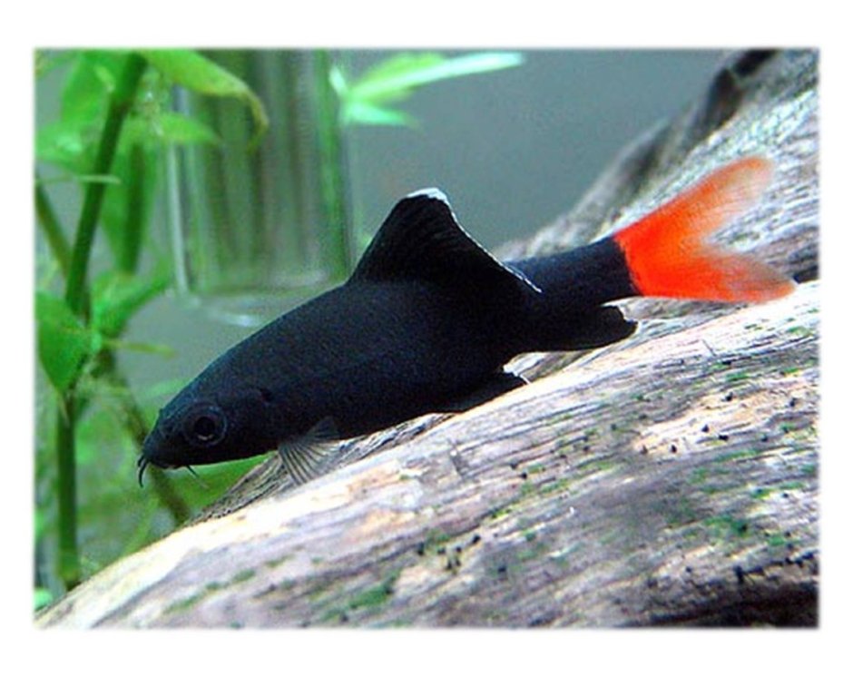 Лабео биколор рыбка