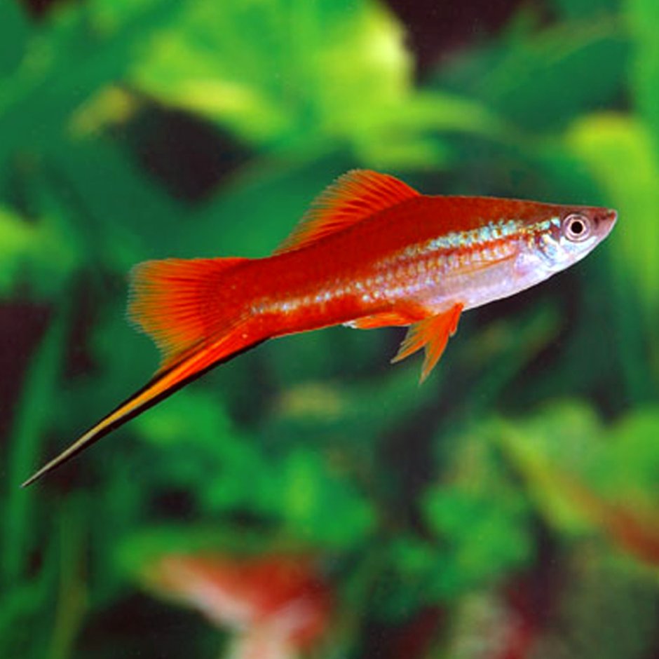 Меченосец рыбка самец