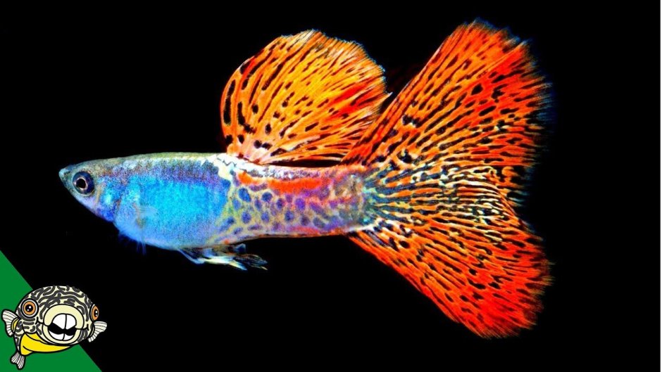 Гуппи красная Кобра