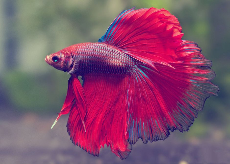 Бойцовая рыбка сиамский петушок