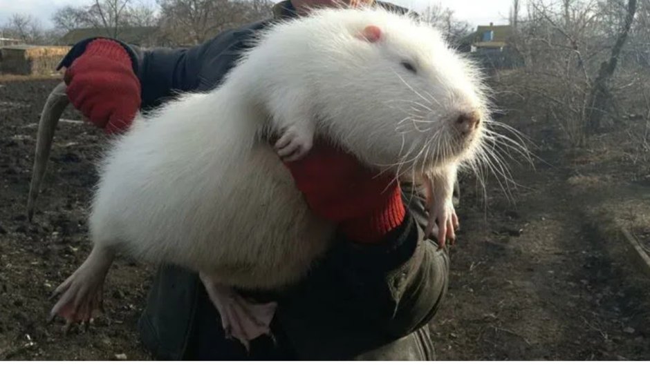 Нутрия белая большая