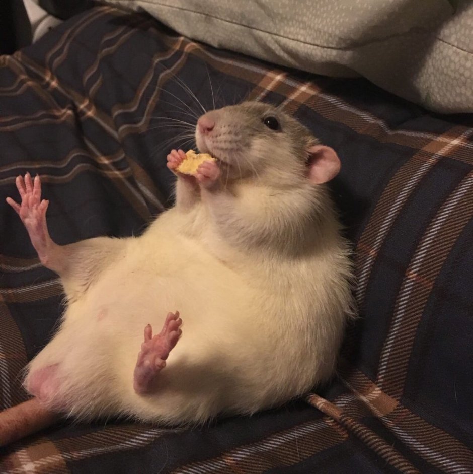 Две крысы смеются