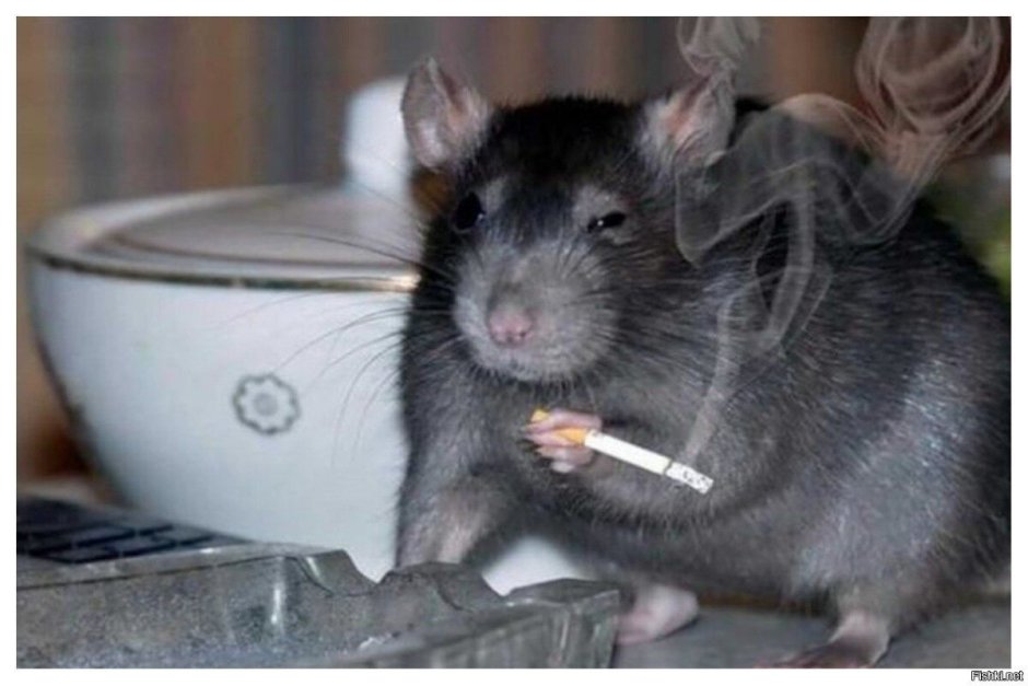 Наглая крыса
