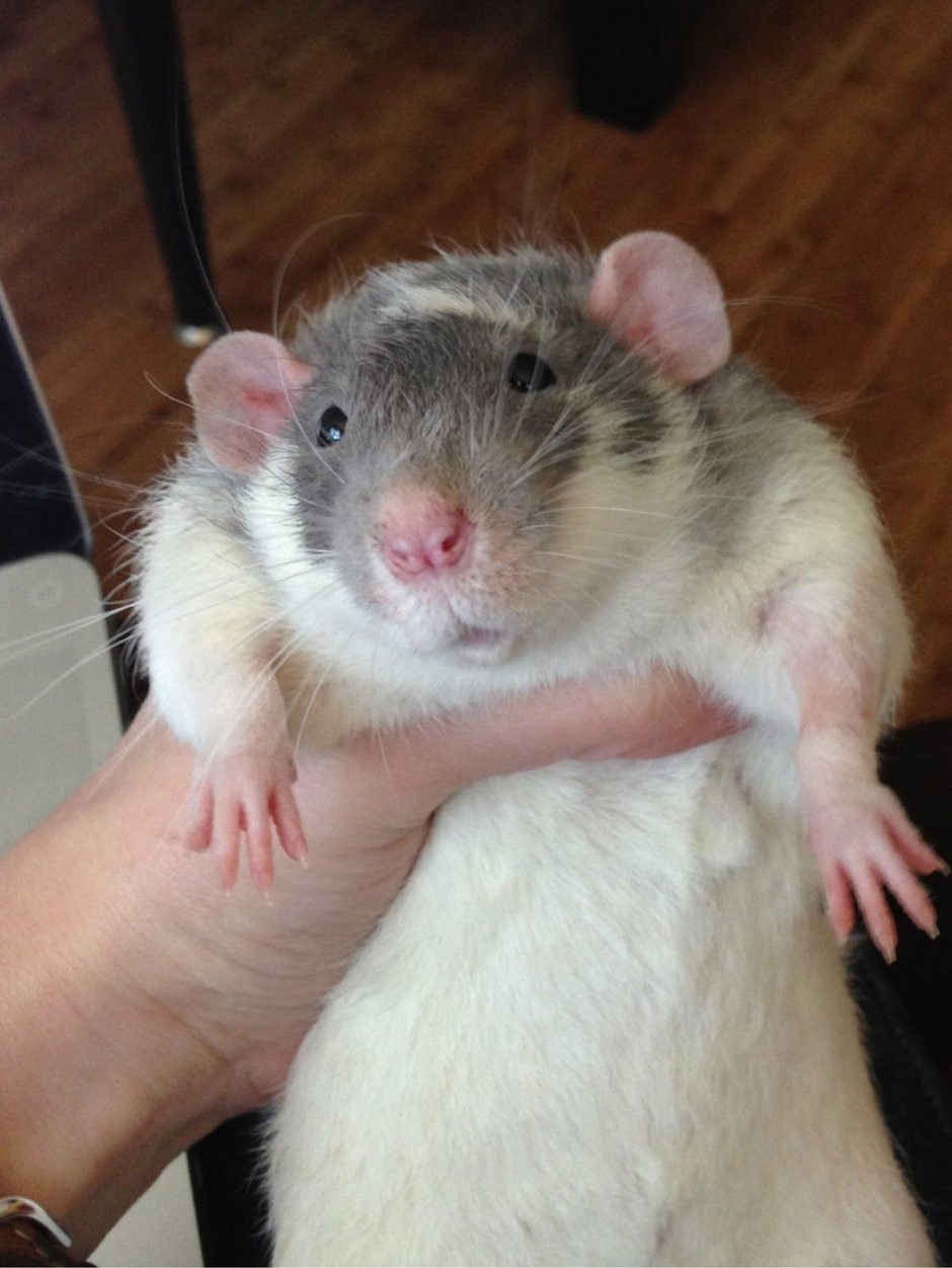 Крыса Дамбо толстая