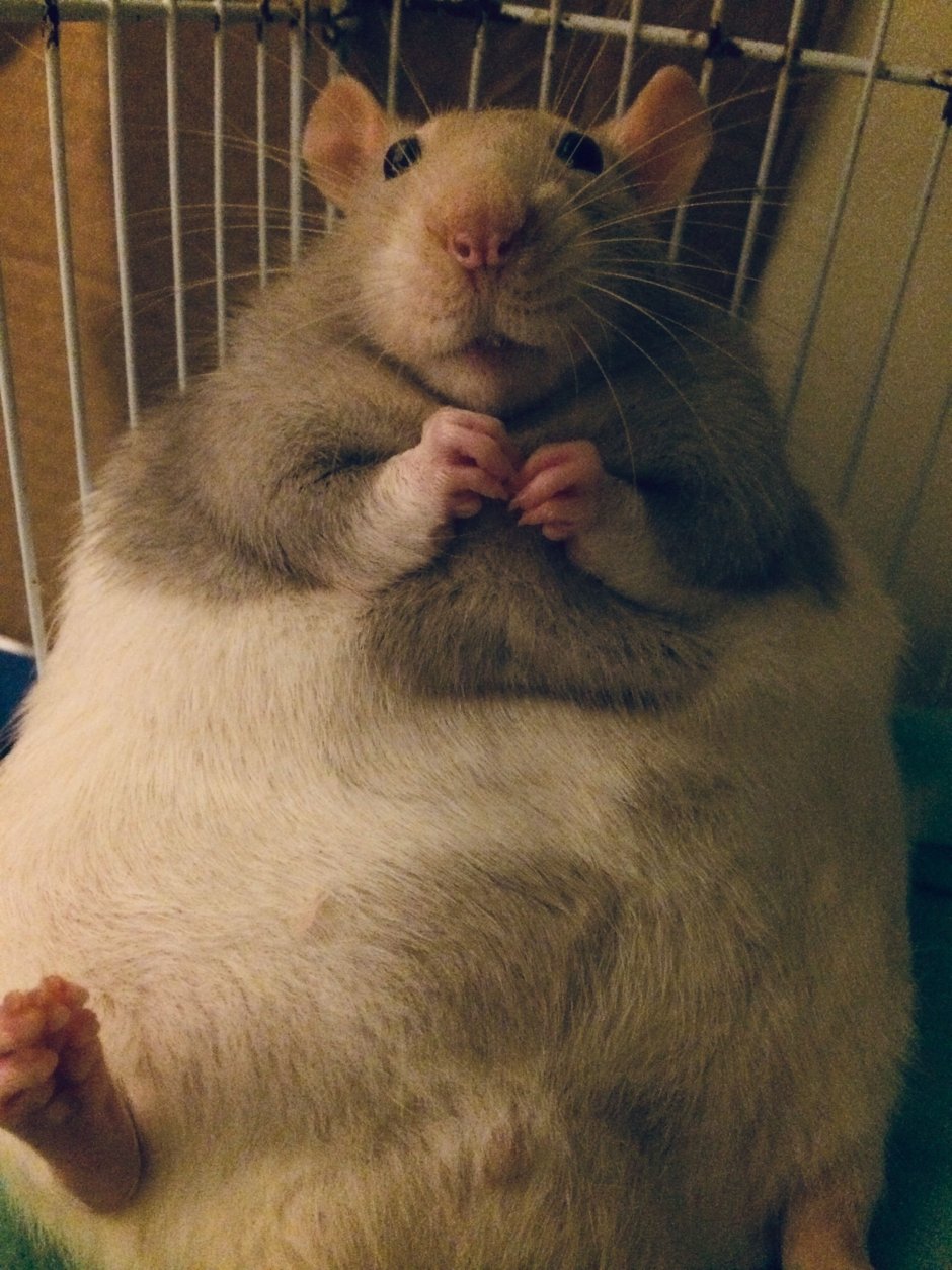 Толстые крысы