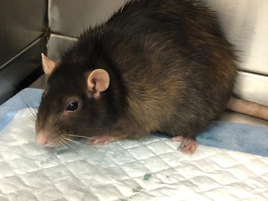 Толстые крысы