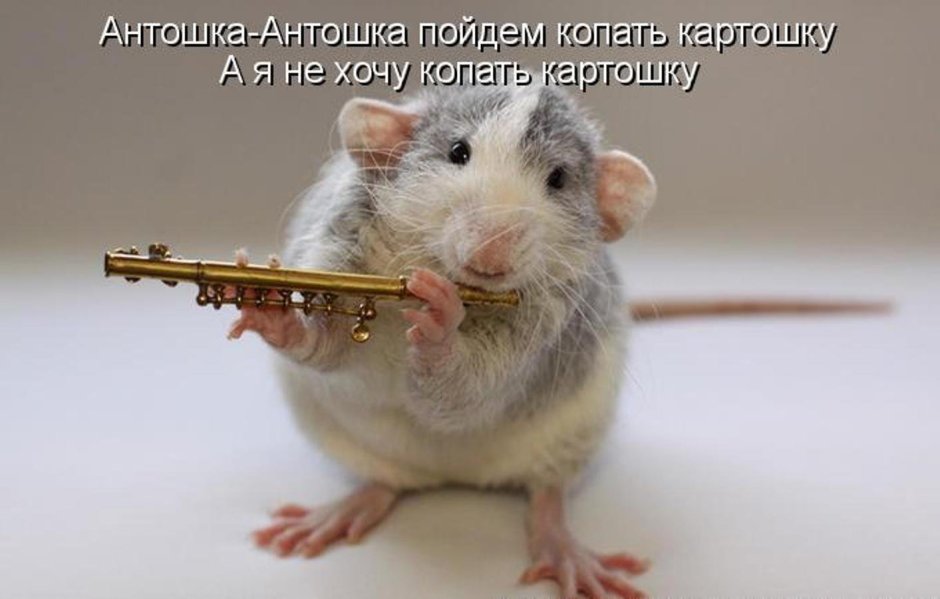 Крыски Эллен Ван Дилен