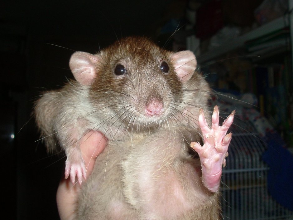 Крыса Пасюк