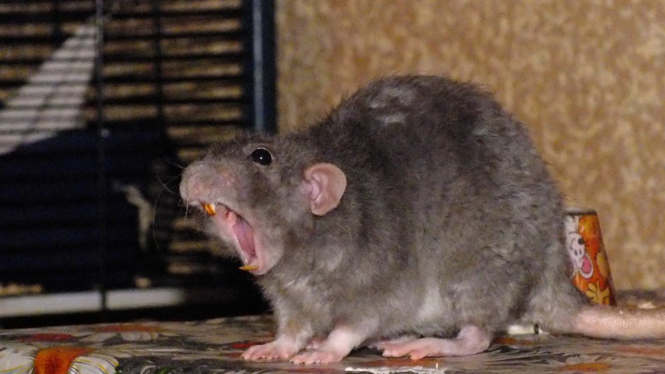 Жирная серая крыса