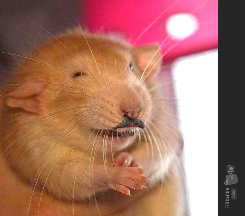 Смешные крысы