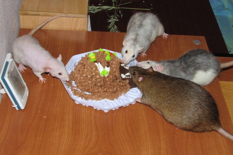 Крысы за столом