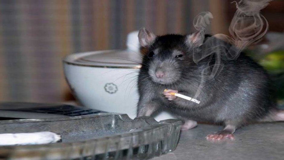 Крысиное королевство