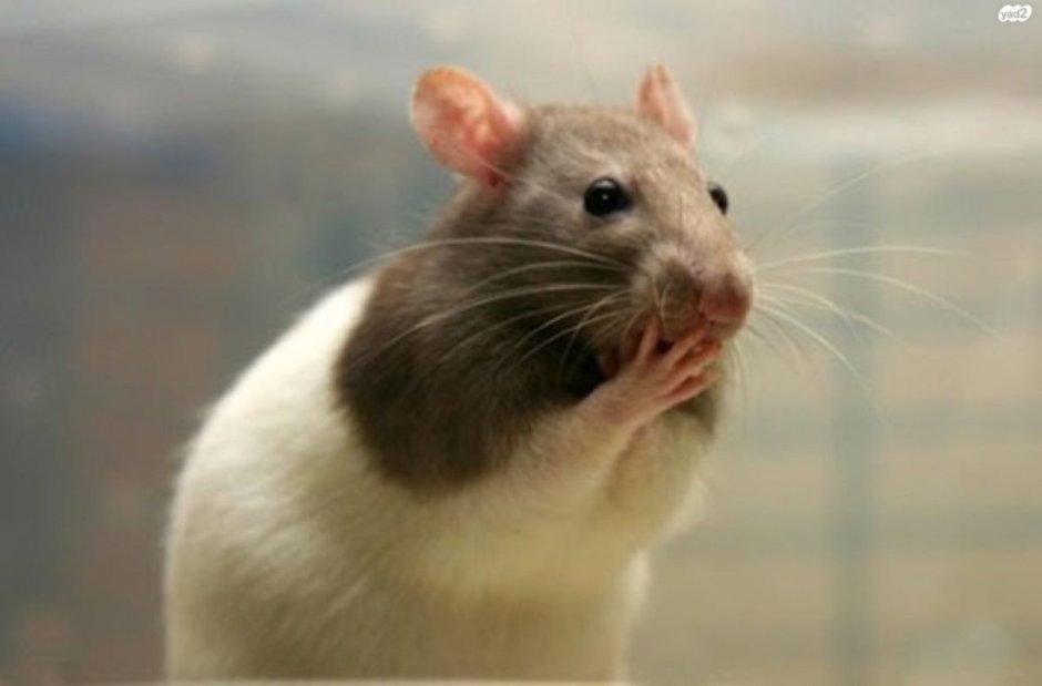 Жирная крыса с сигаретой