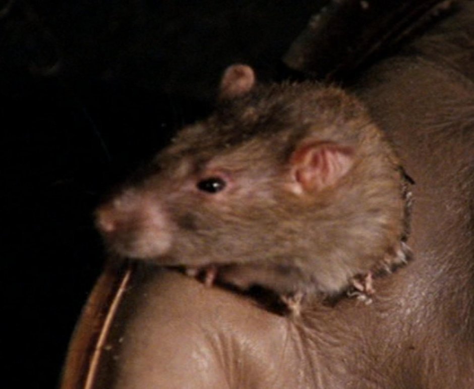 Большая горбатая крыса