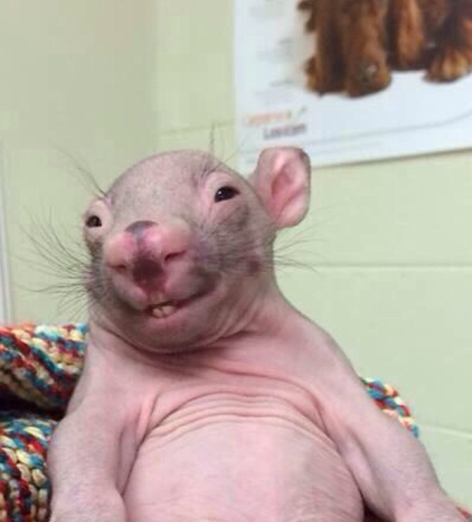 Смешные крысы