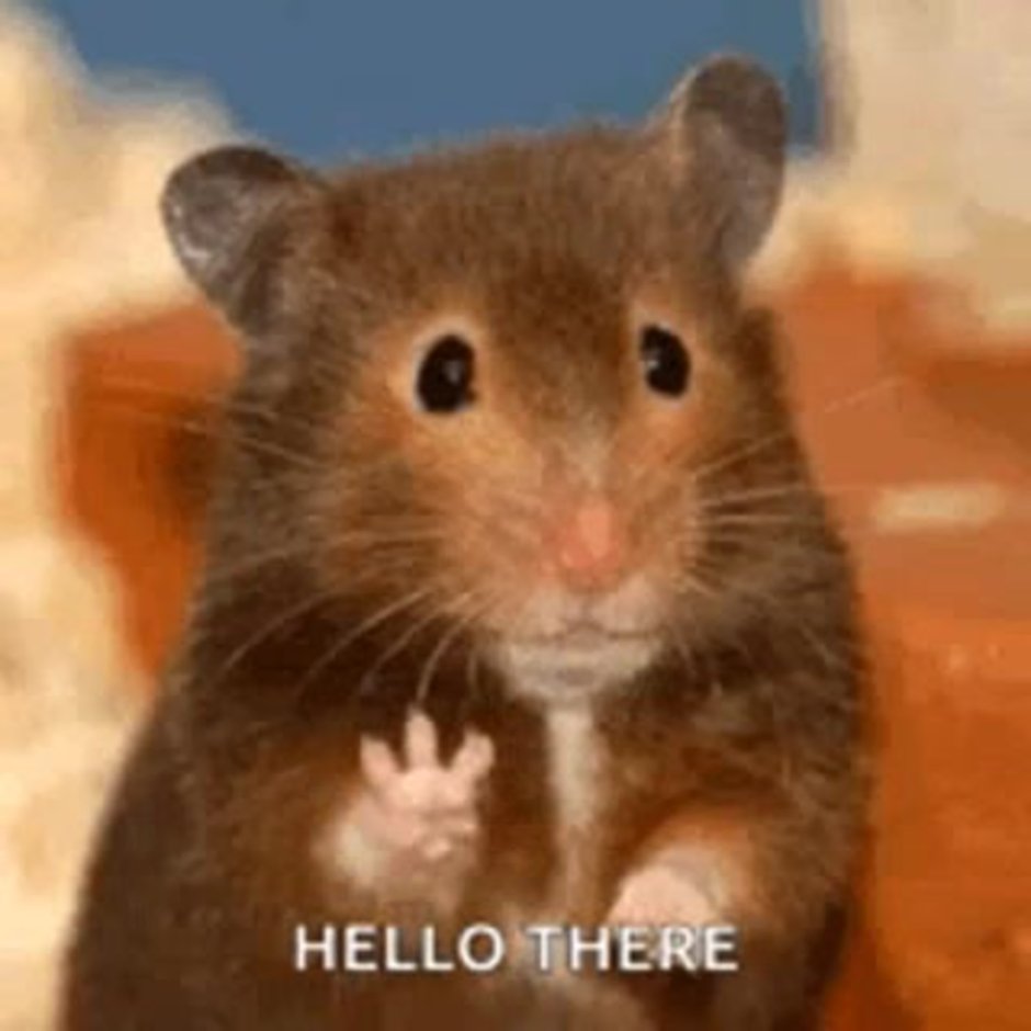 Человек хомяк