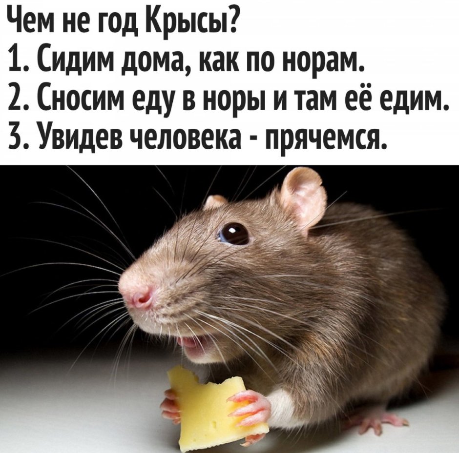 Стишок про крысу