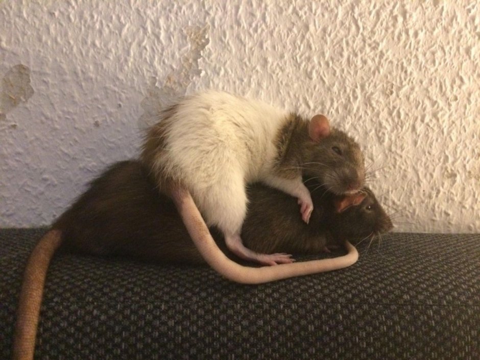 Фотосессия с крысой