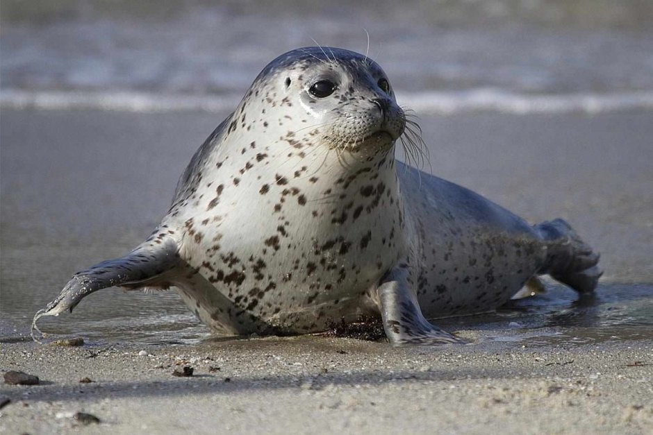 Балтийская кольчатая Нерпа