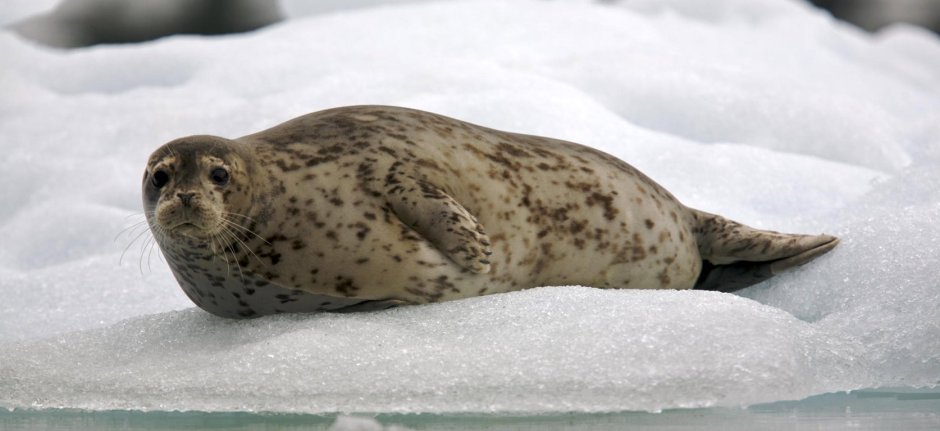 Тюлень Северного Ледовитого океана