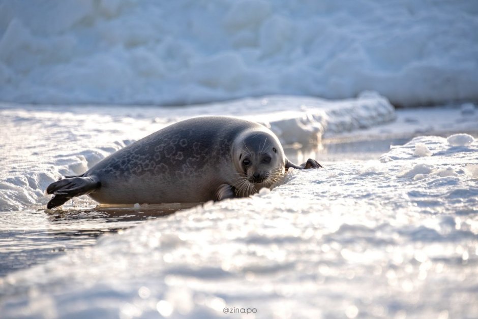 Кольчатая Нерпа в Арктике