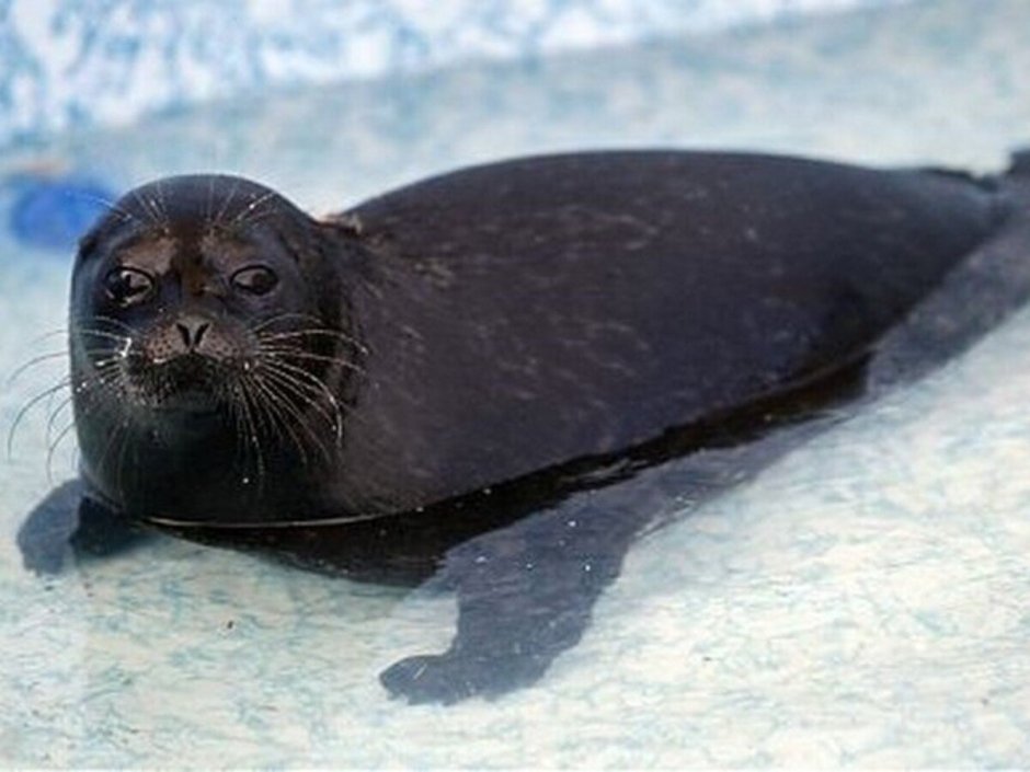 Ладожская кольчатая Нерпа