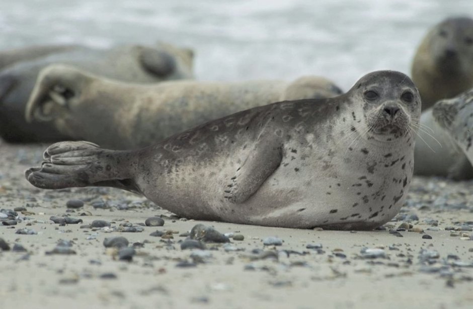 Ладожская кольчатая Нерпа