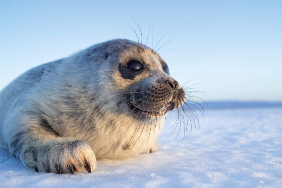 Байкальский тюлень Нерпа